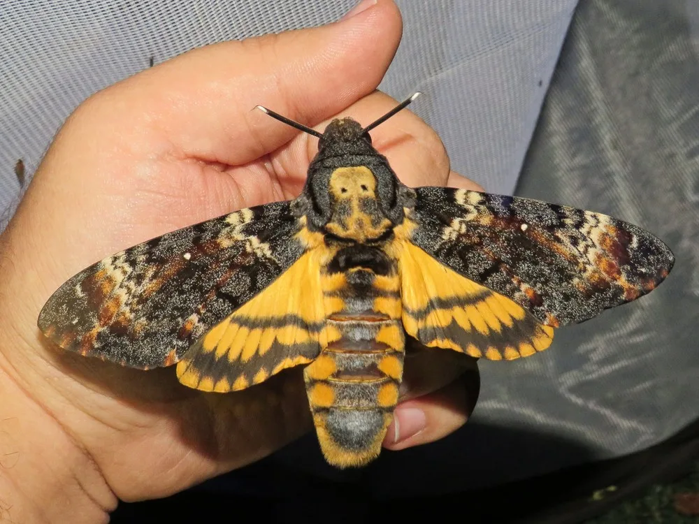 Acherontia Αtropos_