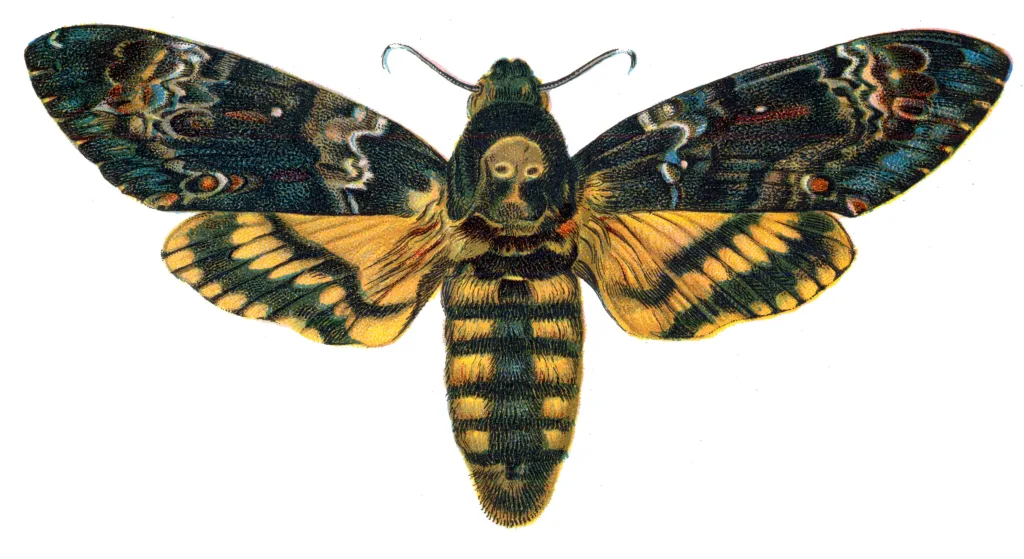 Acherontia_atropos_Nemos